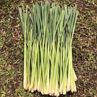 Gambar Serai Wangi Fresh Original 500 Gram dari Kampung Herbal Ind undefined 3 Tokopedia