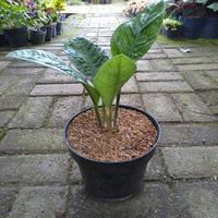 Gambar tanaman hias daun anthurium levis dari Sekar Arumdalu undefined 5 Tokopedia