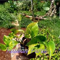 Gambar Srigading - tanaman sri gading - sirih gading- sri gading kuning hijau dari Hobbytamanlandscape I undefined 2 Tokopedia