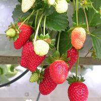 Gambar Bibit Buah Strawberry California dari Grosir bibitkediri undefined 1 Tokopedia