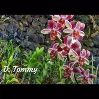 Gambar ANGGREK DENDRO SEEDLING RED dari zahira taman undefined 3 Tokopedia