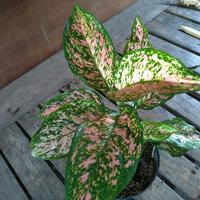 Gambar Tanaman Hias Aglonema Valentine - Aglaonema Valentine dari Restu bunda flora undefined 1 Tokopedia