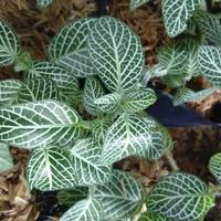 Gambar Tanaman Hias Episcia Mutiara dari Restu bunda flora undefined 1 Tokopedia