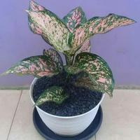 Gambar Tanaman Hias Aglonema Valentine - Aglaonema Valentine dari Restu bunda flora undefined 2 Tokopedia