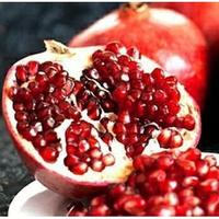 Gambar Bibit Tanaman Buah Delima Spanyol Biji Lunak - RED RUBY dari bibitstore indonesia undefined 1 Tokopedia