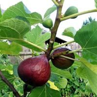 Gambar bibit buah tin brown turkey dari Hijau daun tanaman undefined 1 Tokopedia