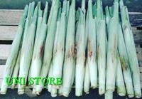 Gambar TURUBUK / TERUBUK / TERUBUS / TELOR TEBU/ KEMBANG TEBU ENDOG /DELOWAKO dari Herbal Nusantara Ofc undefined 1 Tokopedia