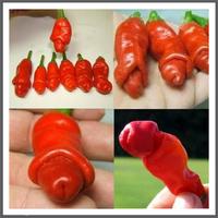 Gambar Benih Tanaman Cabai Peter Pepper Porno dari Mufrih undefined 1 Tokopedia