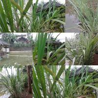 Gambar TURUBUK / TERUBUK / TERUBUS / TELOR TEBU/ KEMBANG TEBU ENDOG /DELOWAKO dari Herbal Nusantara Ofc undefined 3 Tokopedia