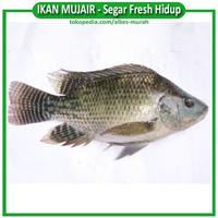 Gambar 1 KG IKAN MUJAIR PREMIUM HIDUP SEGAR DAN FRESH HANYA VIA GRAB / GOSEND dari ALKES JAKARTA undefined 2 Tokopedia