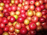Gambar (PROMO) KERSEN/BUAH KERSEN/BUAH KRESEM/BUAH DAN DAUN (FRESH) dari ObatKampung undefined 1 Tokopedia