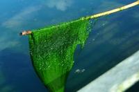 Gambar (PROMO) 1/2kg Lumut Umpan Pancing Mancing bukan laut tapi dari air dari ObatKampung undefined 2 Tokopedia