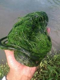 Gambar (PROMO) 1/2kg Lumut Umpan Pancing Mancing bukan laut tapi dari air dari ObatKampung undefined 1 Tokopedia