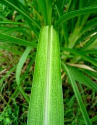 Gambar (PROMO) Promo Daun Tebu Segar 250 gram dari Republik Nusantara undefined 2 Tokopedia