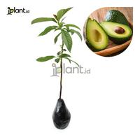 Gambar Alpukat Mentega dari iplant indonesia undefined 1 Tokopedia