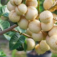 Gambar Bibit Tanaman Buah Kelengkeng Matalada tinggi 80-90 cm dari Mafia Snack IM undefined 2 Tokopedia