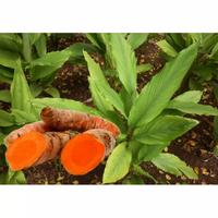 Gambar Bibit tanaman herbal kunyit kunir kuning pohon obat dari Anissa Garden undefined 1 Tokopedia