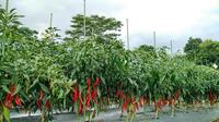 Gambar Ajir Tanaman / Takiron Plant Stake 16 x 1800 mm dari Adelias - Home &amp; Living undefined 4 Tokopedia