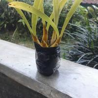 Gambar grosir BIBIT ANGGREK HUTAN LIAR dikirim tanpa media dari Sakura Herbal Alami undefined 2 Tokopedia