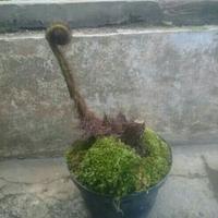 Gambar TANAMAN HIAS PAKIS MONYET dari Sakura Herbal Alami undefined 1 Tokopedia