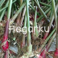 Gambar BIBIT KAPULAGA JENIS UNGGUL dari Sakura Herbal Alami undefined 3 Tokopedia