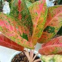 Gambar tanaman hias Aglaonema bigroy - aglonema big roy dari lapakbenih undefined 3 Tokopedia