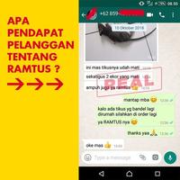 Gambar RACUN TIKUS RAMTUS anti tikus pembunuh tikus pembasmi tikus dari dayShop undefined 5 Tokopedia