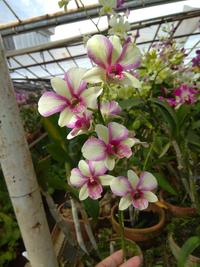 Gambar Tanaman Anggrek Dendrobium Ivory Splash - Floral dari Bakoel Bibit undefined 1 Tokopedia