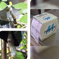 Gambar Parafilm M Grafting Tape 4 inch Plastik Okulasi Sambung Pucuk Tanaman dari BB Seed undefined 1 Tokopedia