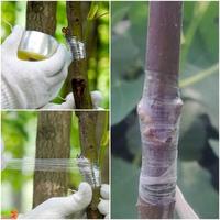 Gambar Grafting Tape 5 cm Plastik Okulasi Cangkok Sambung Tunas Pucuk Tanaman dari BB Seed undefined 2 Tokopedia
