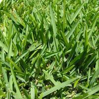 Gambar Benih biji rumput pakan ternak 1kg/rumput pakan sapi/kambing dari Gmall Tanaman2 undefined 2 Tokopedia