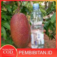 Gambar Bibit Mangga Yuwen Seri 6 berbuah manis dari Pembibitan.id undefined 1 Tokopedia