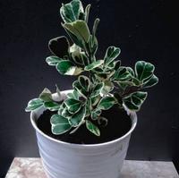 Gambar Tanaman hias ficus triangularis beringin kupu kupu varigata dari lapakbenih undefined 5 Tokopedia