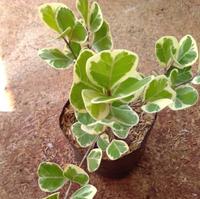 Gambar Tanaman hias ficus triangularis beringin kupu kupu varigata dari lapakbenih undefined 2 Tokopedia