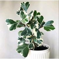 Gambar Tanaman hias ficus triangularis beringin kupu kupu varigata dari lapakbenih undefined 1 Tokopedia