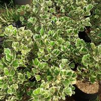 Gambar Tanaman hias ficus triangularis beringin kupu kupu varigata dari lapakbenih undefined 4 Tokopedia