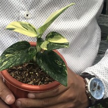 Logo Wenpamungkas-leafstore