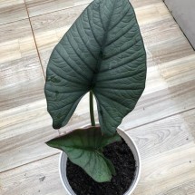 Logo alocasia reginae