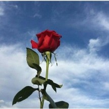 Jual Decathlon Oxelo Skuter Dewasa Town T5Xl (Biru) - 8401635 - Jakarta  Utara - Cansu_shop | Tokopedia