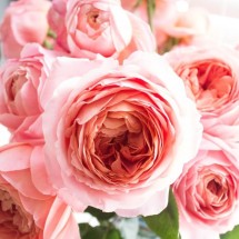 Logo Ghanny sabian doglas