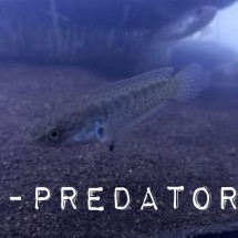Logo F-Predator