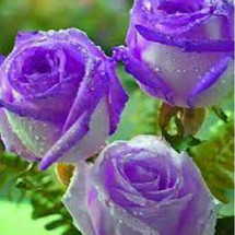 Toko tokosemudaa Online Produk Lengkap Harga Terbaik Tokopedia