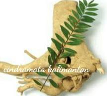 Logo cindramata kalimantan