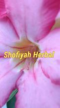 Logo Shofiyah Herbal