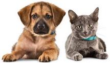 Logo Max's Pet Shop