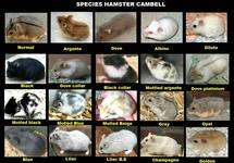 Logo rumah hamster stein