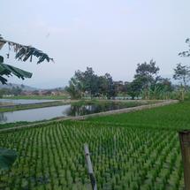 Logo Bambang Herb