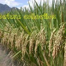 Logo batara colection