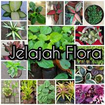 Logo Jelajah Flora