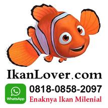 Logo Ikanlover